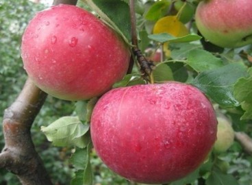 Pommier Rozhdestvenskoye : caractéristiques de la variété et entretien