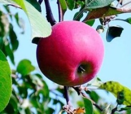 Pommier Stella : caractéristiques de la variété et entretien