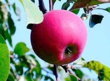 Pommier Stella : caractéristiques de la variété et entretien