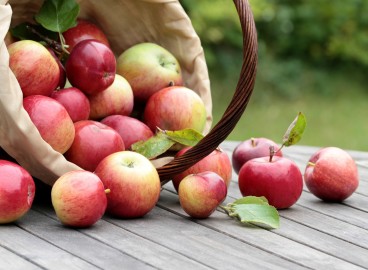 Pourquoi il ne faut pas manger de pommes avant Apple Savior