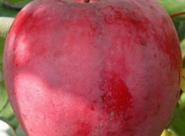 Pommier Pervenets Rtishcheva : caractéristiques de la variété et entretien