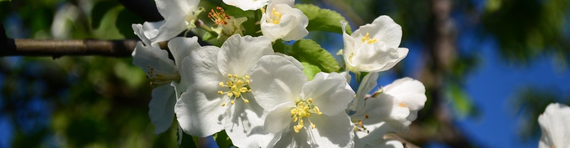 Fertiliser les pommiers au printemps pour une bonne récolte