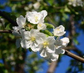 Fertiliser les pommiers au printemps pour une bonne récolte