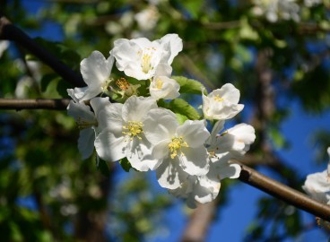 Fertiliser les pommiers au printemps pour une bonne récolte