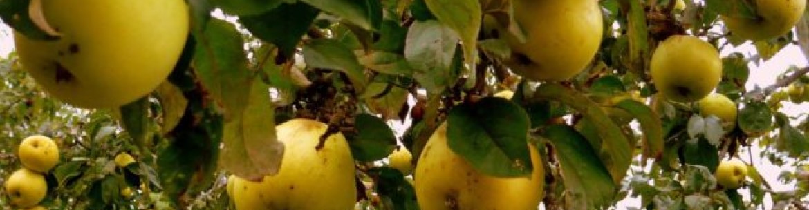 Quand conserver les pommes Antonovka : conseils pour la récolte