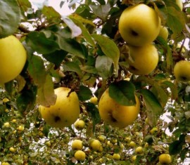 Quand conserver les pommes Antonovka : conseils pour la récolte