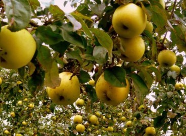 Quand conserver les pommes Antonovka : conseils pour la récolte