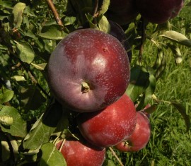 Pommier Williams Pride : caractéristiques de la variété et entretien