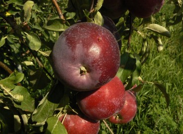 Pommier Williams Pride : caractéristiques de la variété et entretien