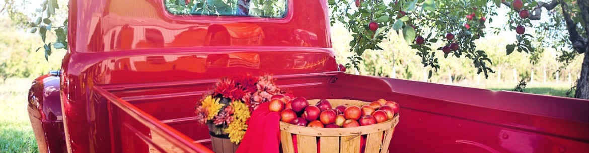 Prendre soin d'un pommier en automne : 10 étapes essentielles