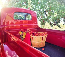 Prendre soin d'un pommier en automne : 10 étapes essentielles