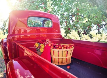 Prendre soin d'un pommier en automne : 10 étapes essentielles