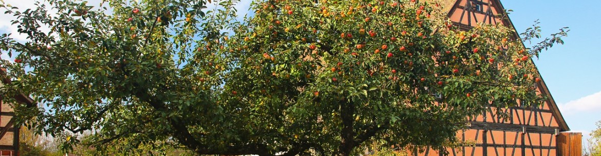 O tronco da macieira rachou: o que fazer e como tratar a rachadura?