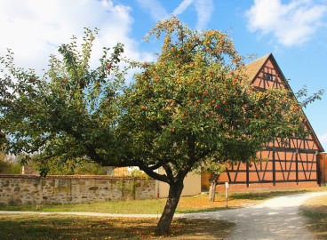 Le tronc du pommier est fendu : que faire et comment soigner la fissure ?