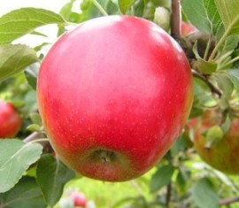 Pommier Northern Sinap : caractéristiques de la variété et entretien