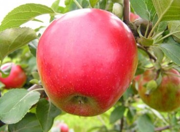 Pommier Northern Sinap : caractéristiques de la variété et entretien