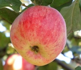 Pommier Triomphe : caractéristiques de la variété et entretien