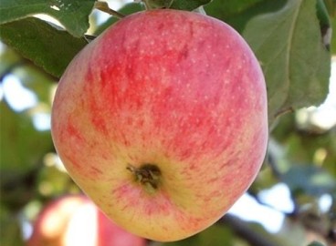 Pommier Triomphe : caractéristiques de la variété et entretien