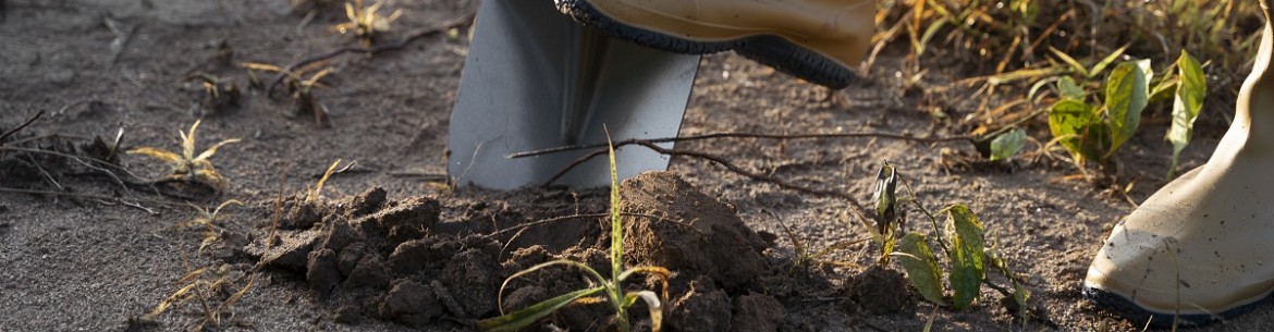 Bêcher la terre en automne : est-ce nécessaire et comment le faire correctement ?