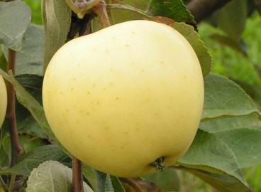Pommier White Naliv : caractéristiques de la variété et entretien