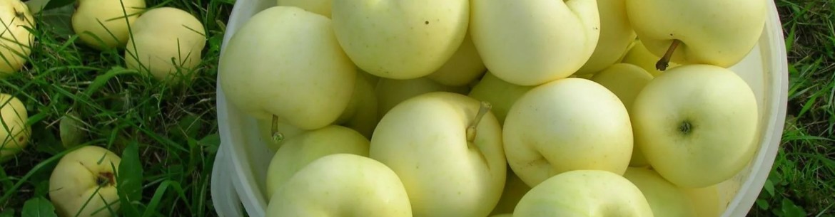 Pommes blanches Naliv pour l'hiver : 3 recettes incontournables