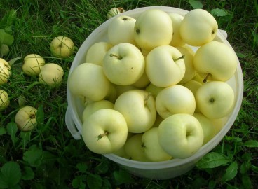 Pommes blanches Naliv pour l'hiver : 3 recettes incontournables