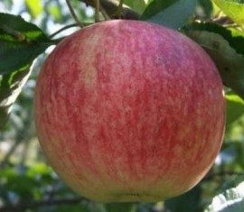 Pommier gagnant : caractéristiques de la variété et entretien