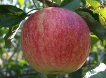 Pommier gagnant : caractéristiques de la variété et entretien