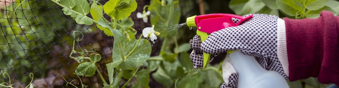 Qu'est-ce que le mélange bourguignon ? Ingrédients et instructions pour le préparer pour le jardin.