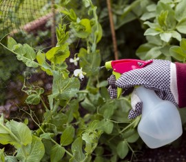 Qu'est-ce que le mélange bourguignon ? Ingrédients et instructions pour le préparer pour le jardin.