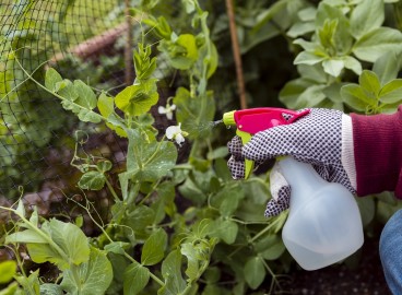 Qu'est-ce que le mélange bourguignon ? Ingrédients et instructions pour le préparer pour le jardin.