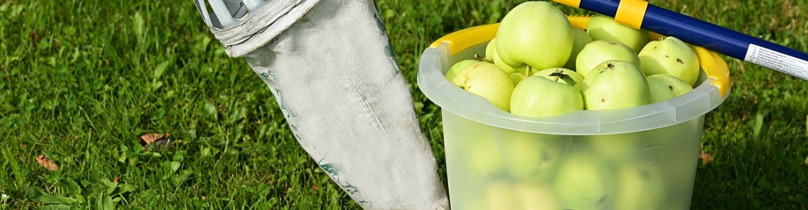 Cueille-pommes à faire soi-même : 5 idées utilisant des objets du quotidien