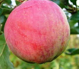 Pommier Bessemyanka Michurinskaya : caractéristiques de la variété et entretien