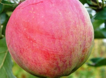 Pommier Bessemyanka Michurinskaya : caractéristiques de la variété et entretien