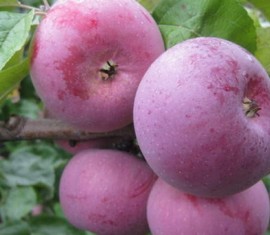 Pommier Antey : caractéristiques de la variété et entretien