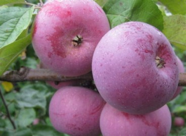 Pommier Antey : caractéristiques de la variété et entretien