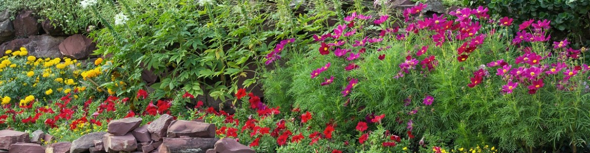 Quelles fleurs planter en automne pour vous apporter de la joie l'année prochaine ?