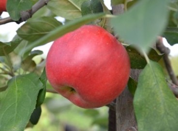 Pommier Kandil-sinap : caractéristiques de la variété et entretien