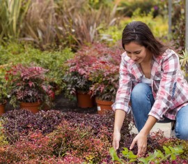 Que planter dans un petit jardin