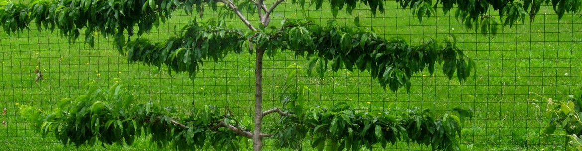 Pommier rampant : plantation, entretien et fertilisation en Sibérie et ailleurs