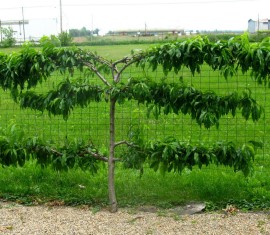 Pommier rampant : plantation, entretien et fertilisation en Sibérie et ailleurs