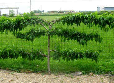 Pommier rampant : plantation, entretien et fertilisation en Sibérie et ailleurs