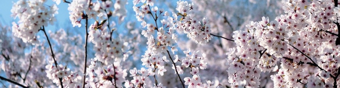 Traitement printanier des pommiers contre les maladies et les ravageurs : nous déterminons quand et avec quoi pulvériser les arbres.