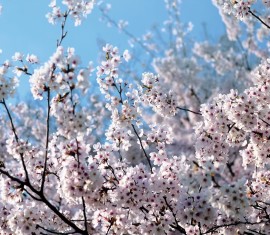 Traitement printanier des pommiers contre les maladies et les ravageurs : nous déterminons quand et avec quoi pulvériser les arbres.