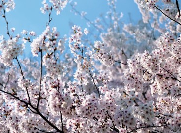 Traitement printanier des pommiers contre les maladies et les ravageurs : nous déterminons quand et avec quoi pulvériser les arbres.