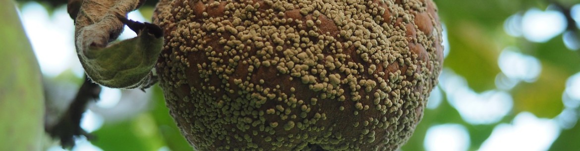 Moniliose du pommier : comment traiter les arbres et comment prévenir la pourriture des fruits