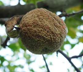 Moniliose du pommier : comment traiter les arbres et comment prévenir la pourriture des fruits