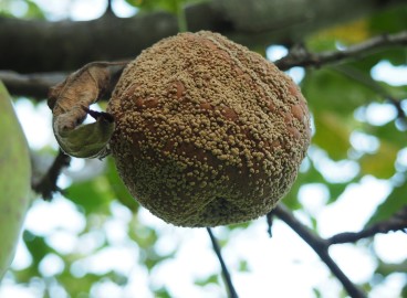 Moniliose du pommier : comment traiter les arbres et comment prévenir la pourriture des fruits