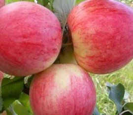 Pommier Orlovim : caractéristiques de la variété et entretien