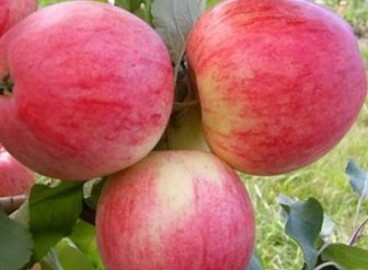 Pommier Orlovim : caractéristiques de la variété et entretien